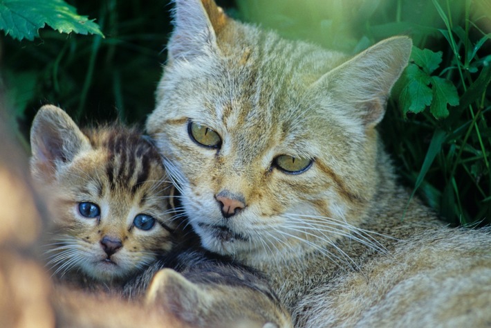 ++ Weltkatzentag: Gemeinsam Europäische Wildkatzen retten | BUND gibt Tipps zum Wildkatzenschutz ++