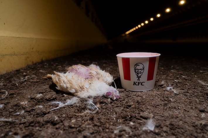 ANINOVA enthüllt: Millionen Hühner leiden für KFC in Brandenburg - aktuelle Bilder belegen Tierquälerei