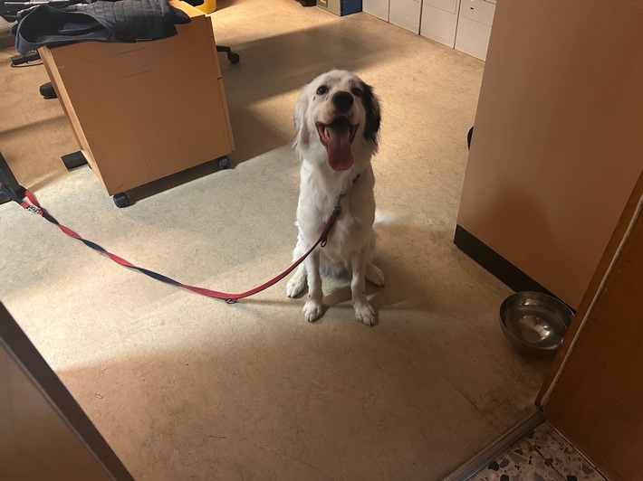 POL-PIOPP: Hund zugelaufen - Besitzer gesucht