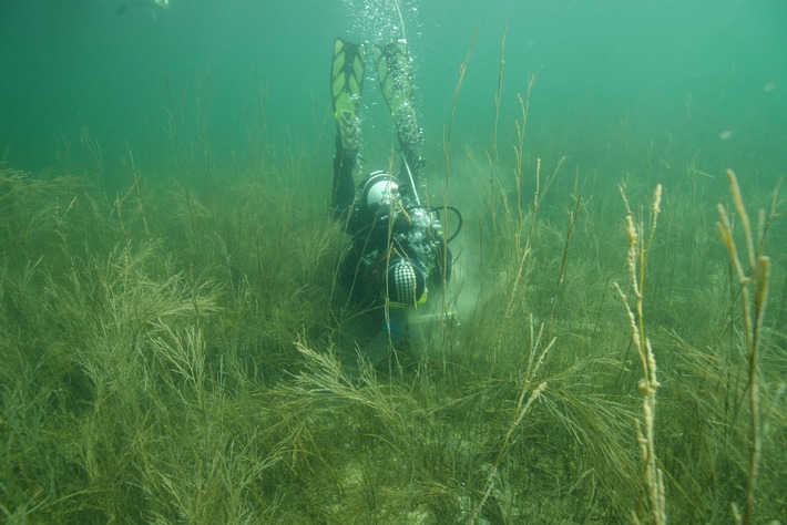 Verschollene Pflanzenart im Bodensee wiederentdeckt, PI Nr. 108/2025