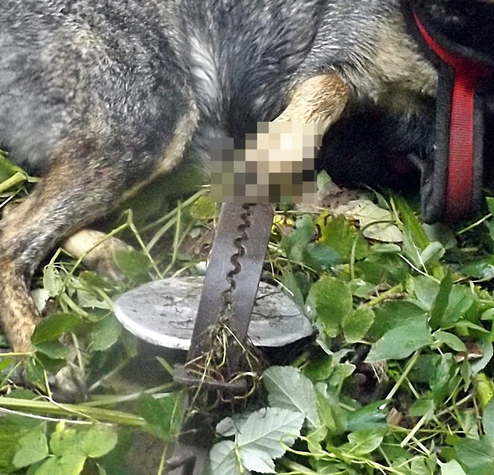 POL-SN: Hund in Tellereisenfalle geraten, Kripo sucht Zeugen