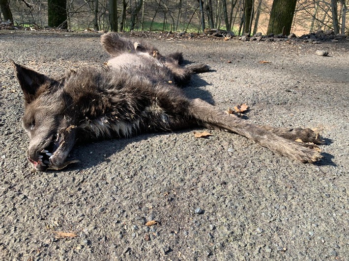 POL-MA: Schriesheim/Heiligkreuzsteinach: Mittlerweile vier tote Hunde gefunden; erste Untersuchungsergebnisse liegen vor; Zeugen dringend gesucht
