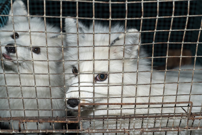 La Journée mondiale des animaux est placée sous le signe d