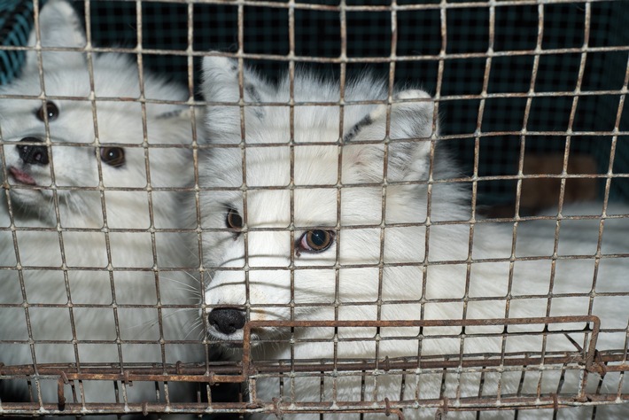 La Journée mondiale des animaux est placée sous le signe d&#039;une «planète commune»