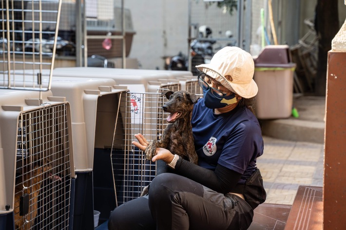 Eine Million getötete Hunde: VIER PFOTEN schliesst Schlachthaus in Kambodscha