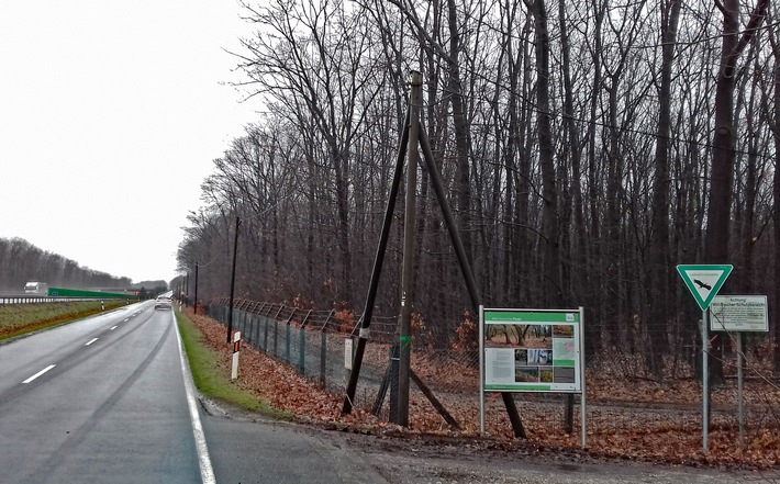 DBU-Naturerbefläche Elmpt: Bundesforst entnimmt Bäume entlang der Straßen – stufiger Waldrand geplant