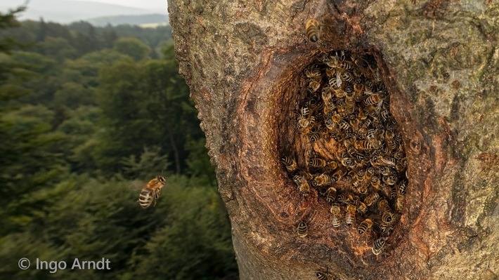 Honigbienen: Wildpopulationen erstmals in der EU auf Roter Liste