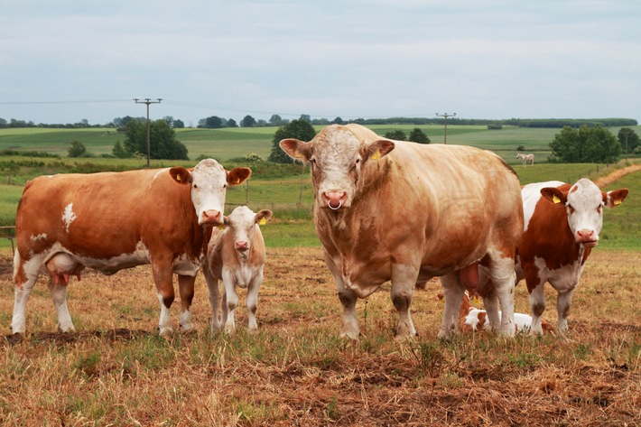 Grüne Woche 2016: 5. Bundesschau Fleckvieh-Simmental - 
Mehr als 100 Spitzentiere aus allen deutschen Zuchtgebieten