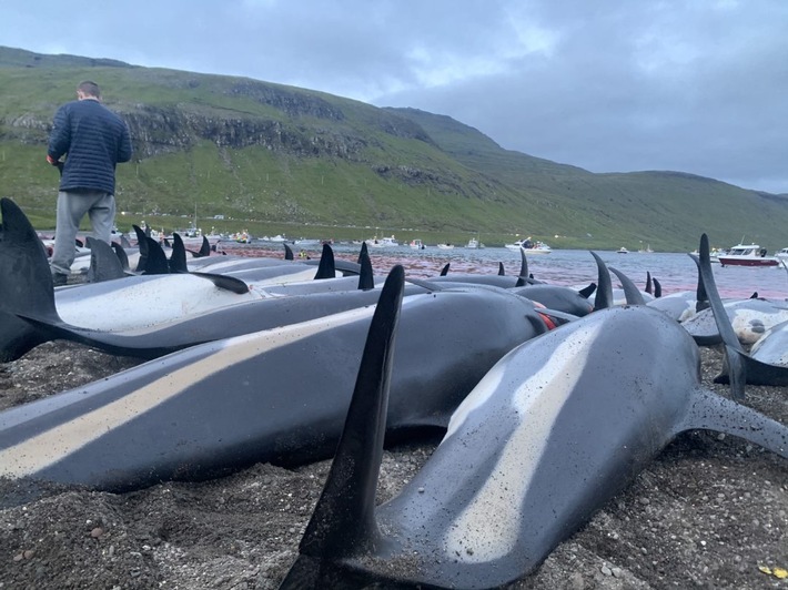 Grindadráp und Delfin-Jagd auf den Färöer-Inseln auf Hochtouren