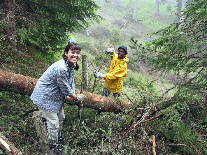 Anpacken in Langwies - 21 Freiwillige der Stiftung Bergwaldprojekt im Schutzwald tätig