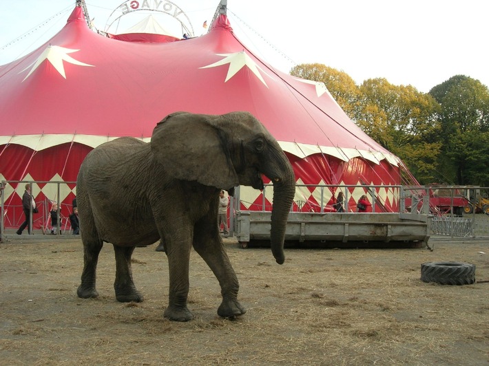 Korrektur: Hamburg: VIER PFOTEN fordert Olaf Scholz auf, Zirkusse mit Wildtieren zu verbieten