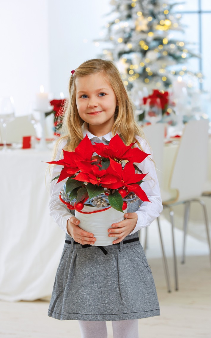 Zeit für Sternengrüße: Am 12. Dezember ist der &quot;Tag des Weihnachtssterns&quot;