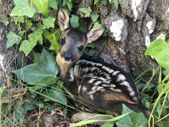 Au printemps, il faut tenir son chien en laisse
