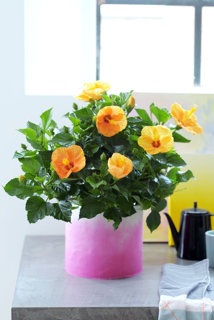 Hibiskus ist Zimmerpflanze des Monats Mai / Exotik für Zuhause mit dem Hibiskus