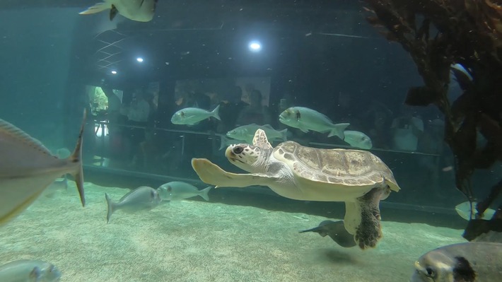 Die Meeresschildkröte Federica genießt ihr neues Leben im Loro Parque