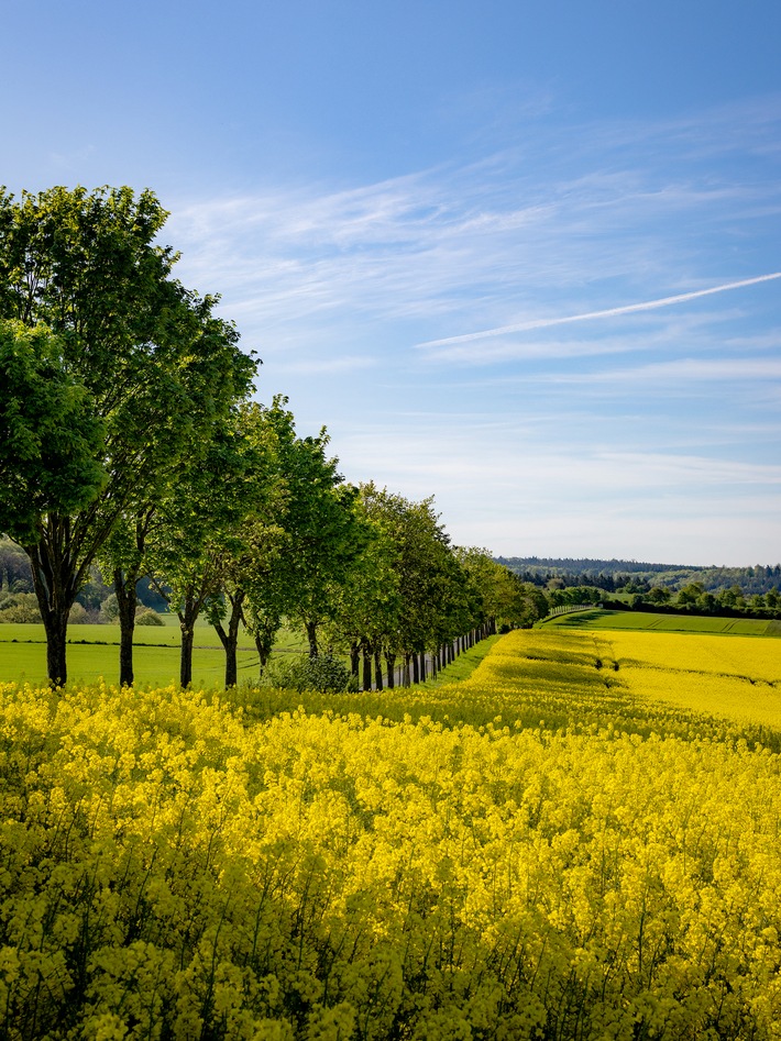 Rapsblüte 2026 / Klimaschutz zum Tanken: Raps im Kraftstoffmix