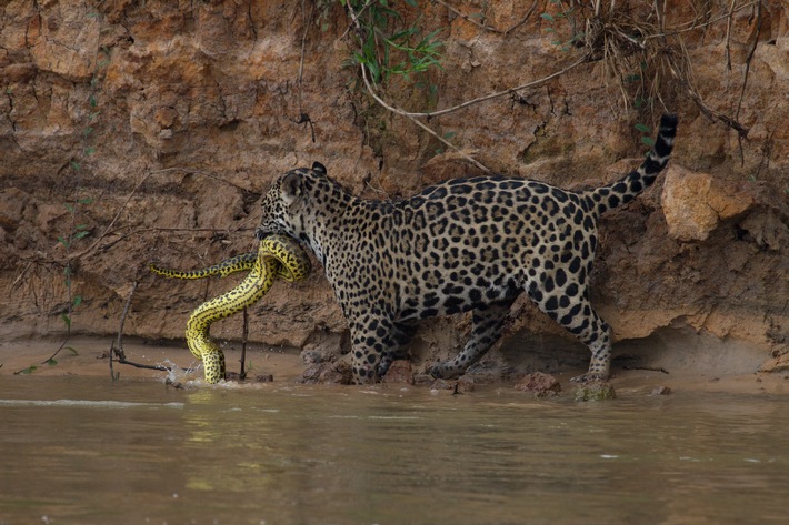 Natur versus Tierwelt: National Geographic zeigt mit &quot;Feindselige Erde - Anpassen oder sterben&quot; die Fragilität des Lebens