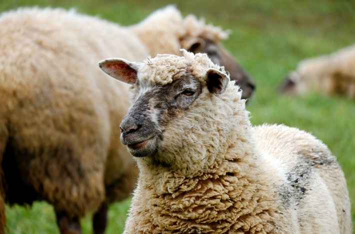 POL-PPWP: Wildschweine verjagen Schaf von Koppel