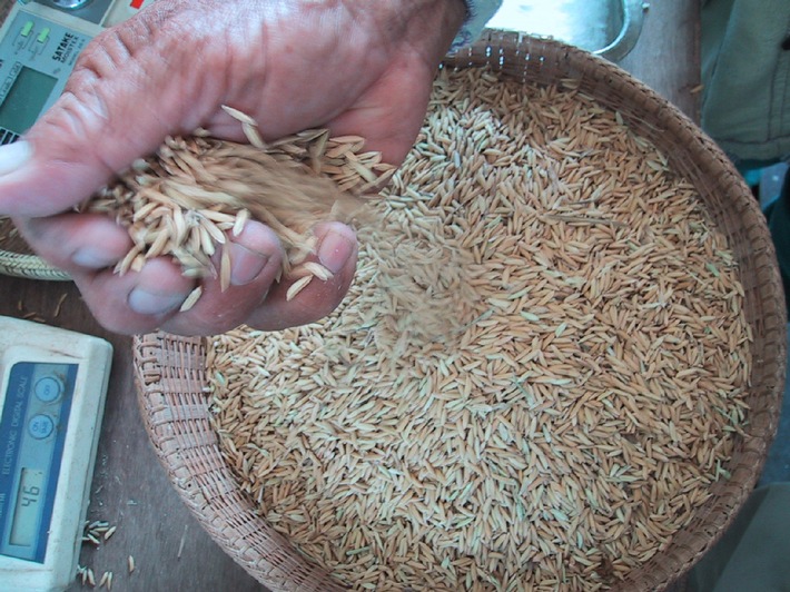Reis aus Fairem Handel liegt im Trend