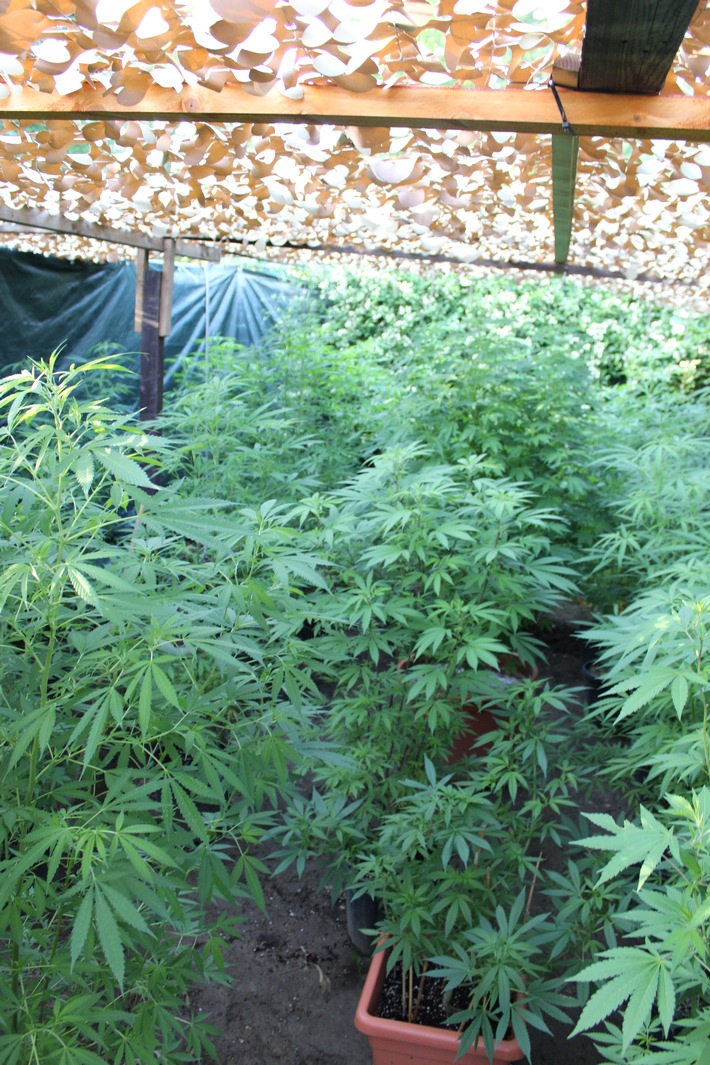 POL-MA: Mannheim-Neckarau: Durch Zufall Cannabis-Plantage entdeckt