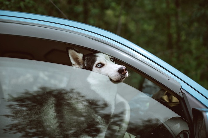 Coup de chaleur mortel: comment libérer les chiens des voitures en stationnement sans conséquences juridiques