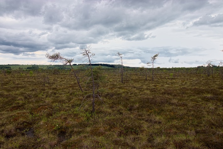 Für mehr Wasser im Schwarzen Moor: Freiwillige verschließen alte Entwässerungsgräben