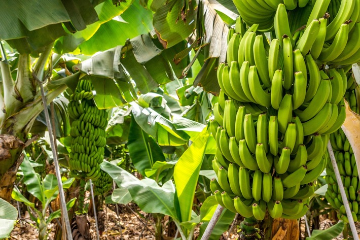 Meilenstein: Die fairsten Bananen zum Lidl-Preis / Lidl leistet Beitrag für existenzsichernde Löhne in den Erzeugerländern von Bananen