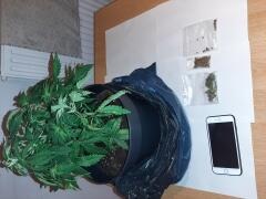 BPOL-FL: Elmshorn - Duft einer Marihuanapflanze im Rucksack ruft Bundespolizei auf den Plan