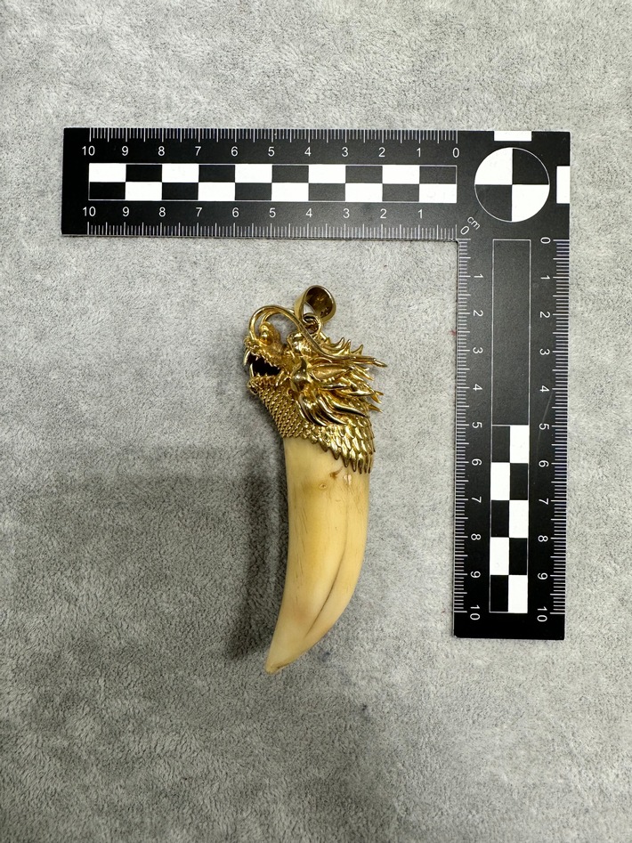 HZA-F: Zoll am Frankfurter Flughafen beschlagnahmt Goldkette mit Tigerzahn im Reiseverkehr