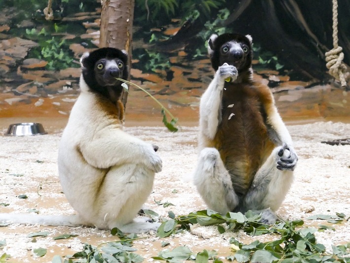 Tierarten vor dem Aussterben bewahren / Verband der Zoologischen Gärten ruft zum World Wildlife Day zu gemeinsamer Kraftanstrengung auf