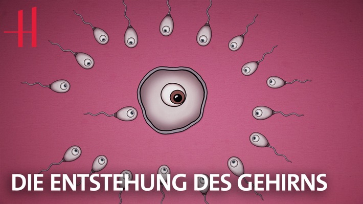 &quot;Urknall im Uterus&quot; und &quot;Eine Muh ist eine Kuh&quot;  - neue Video-Serie der Hertie-Stiftung über das Gehirn