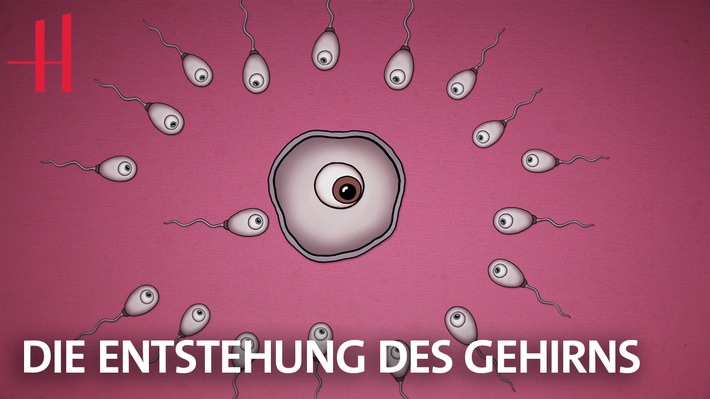 "Urknall im Uterus" und "Eine Muh ist eine Kuh"  - neue Video-Serie der Hertie-Stiftung über das Gehirn
