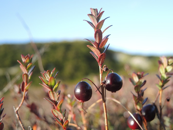 Im Herbst geht’s den Cranberries an die Wurzel