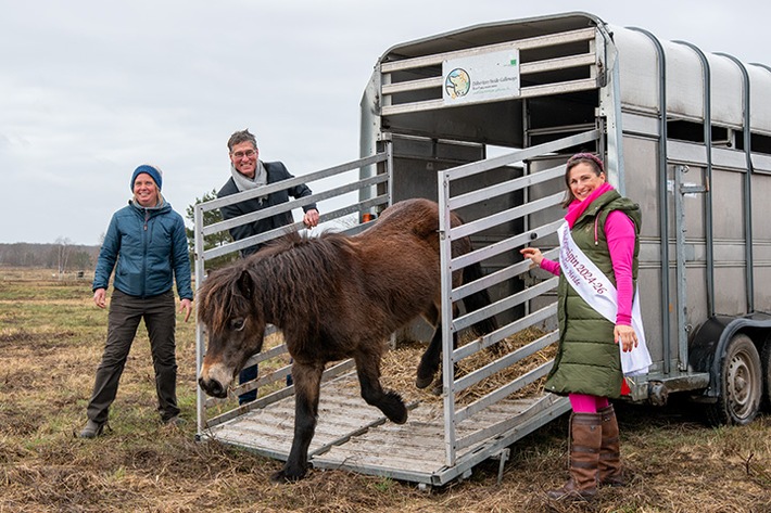 PM Feierlicher Weideauftrieb: Exmoor-Ponys grasen erstmals in der Döberitzer Heide