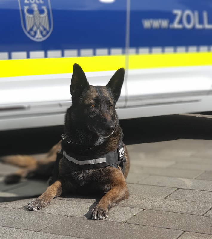 HZA-DU: Zollhund Cleo erschnüffelt Kokain mit einem Schwarzmarktwert von über 400.000 Euro im Autoversteck - Gemeinsame Pressemitteilung der Staatsanwaltschaft Kleve und des Hauptzollamts Duisburg