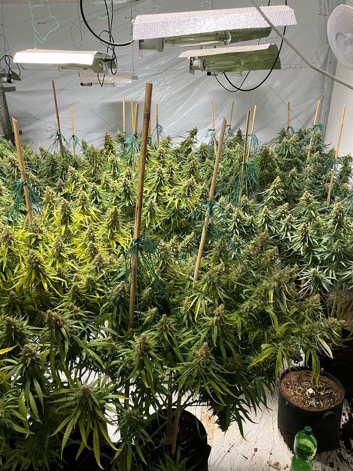 POL-BO: Polizei entdeckt Cannabis-Plantage - Sechs Tatverdächtige in U-Haft