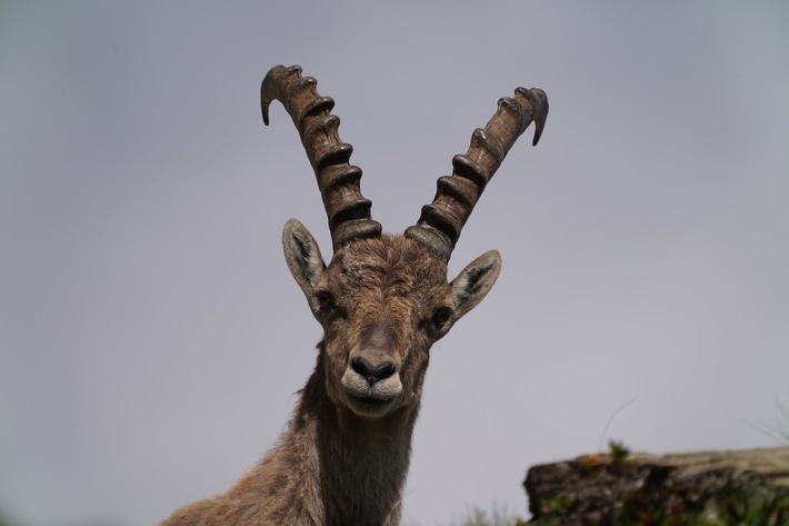 Mittagsführung "Wie uns Genetik helfen kann, Arten zu schützen" zur Sonderausstellung "evolution happens!"