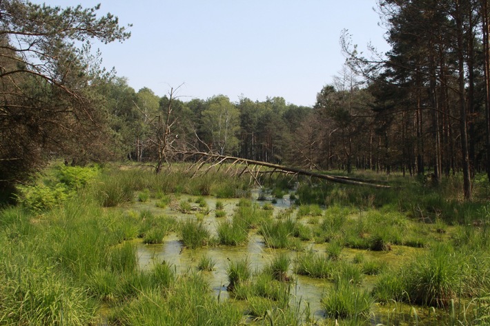 DBU-Presseinfo: Moorschutz im Naturerbe Weißhaus: Stiftungstochter aus Osnabrück vernässt Niedermoore in Brandenburg