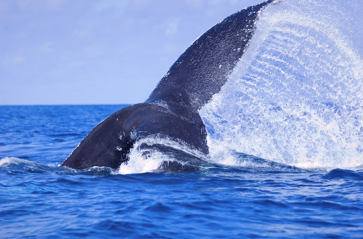 IWC: Walfangmoratorium in Gefahr bei Konferenz der Mitgliedsstaaten nächste Woche