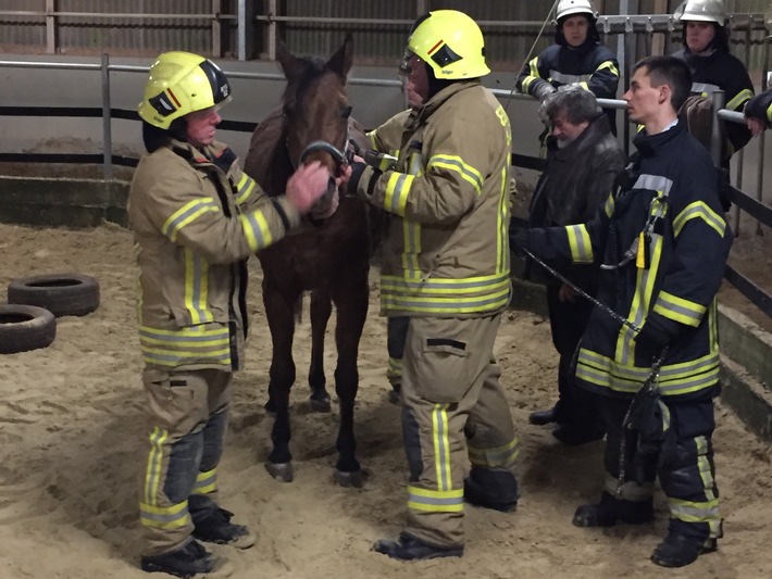 FW-HAAN: Pferd aus hilfloser Lage gerettet