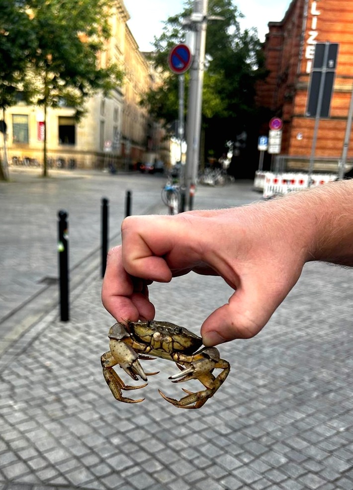BPOL-HB: "Mr. Crabs" von Bundespolizei gerettet