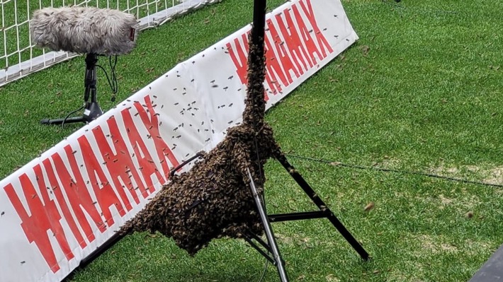 FW Stuttgart: Feuerwehr fängt Bienenschwarm in der MHP-Arena ein