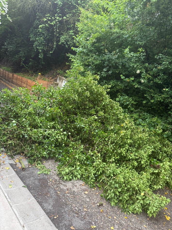 FW Weinheim: Feuerwehr Weinheim entfernt umgestürzten Baum von Weg