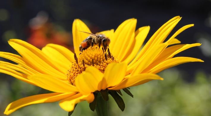 "More than honey" - mehr als noch ein Film zum Bienensterben und nicht nur für Imker sehenswert (BILD)