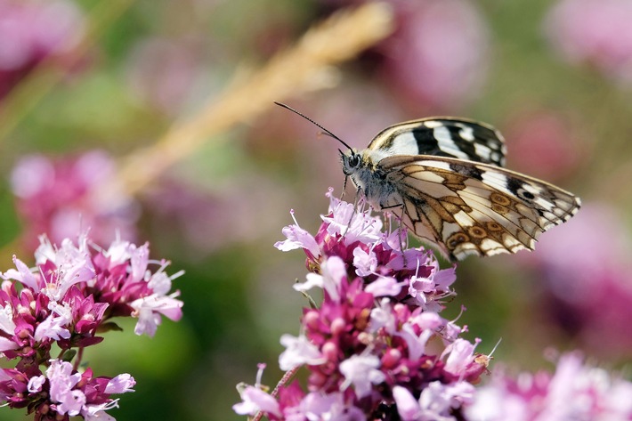 &quot;wissen aktuell: Rettet die Insekten!&quot;: 3sat-Wissenschaftsdoku über die bedrohten Tiere