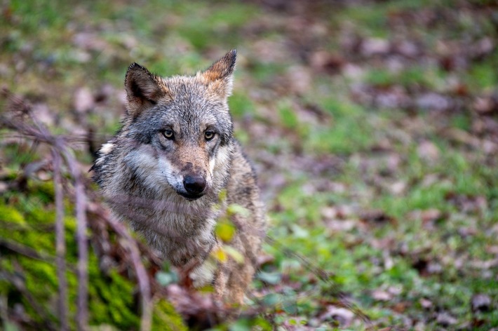 Neue Wölfin im Natur- und Tierpark Goldau