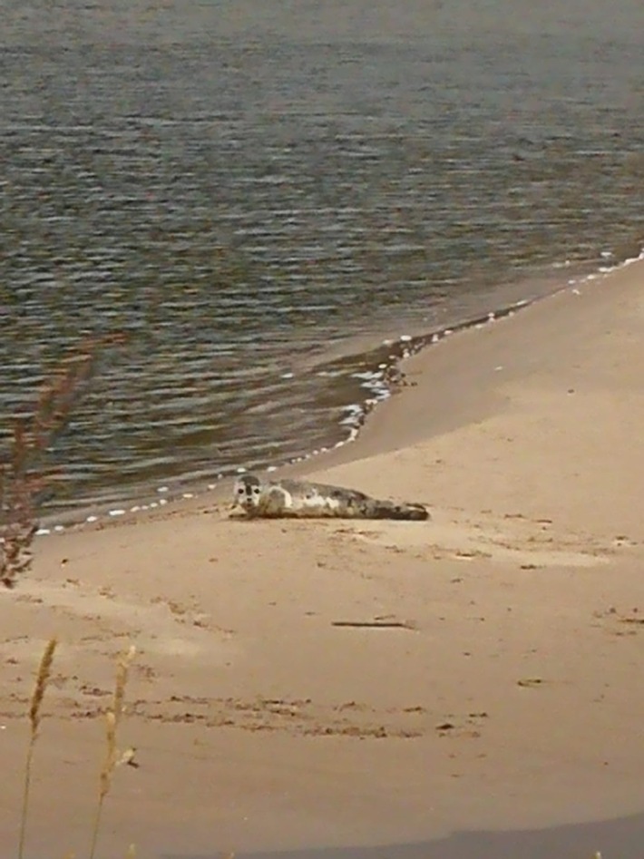 POL-LG: POL-LG: ++ Seehund entspannt sich an der Elbe bei Hohnstorf (LK Lüneburg) ++