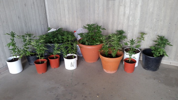POL-PDMT: Fund von Cannabis-Pflanzen