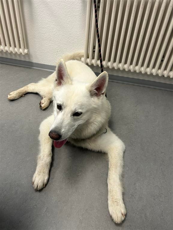 POL-PDLD: Freilaufender Hund aufgefunden - Eigentümer gesucht
