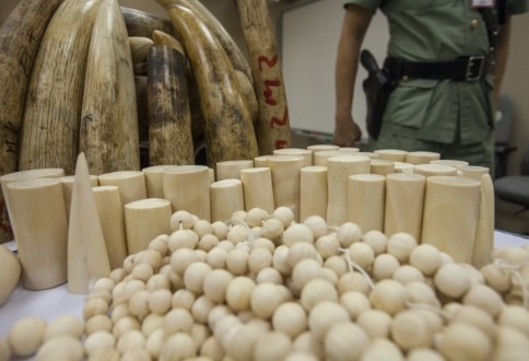 EU Kommissar Vella soll handeln: Über 1,2 Million Menschen fordern Handelsverbot für Elfenbein